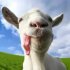 Goat Simulator